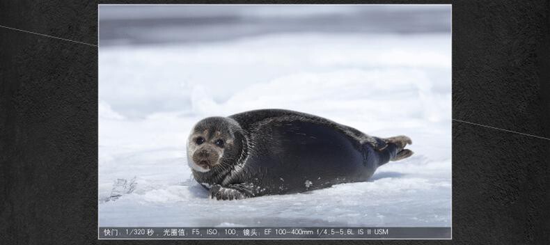 佳能 EOS 6D Mark II 单反照相机 (套) 详情图 19